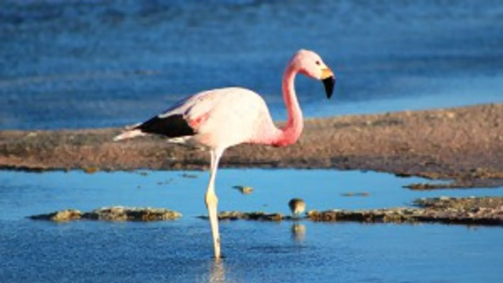 Flamengo rosa descansando em uma lagoa