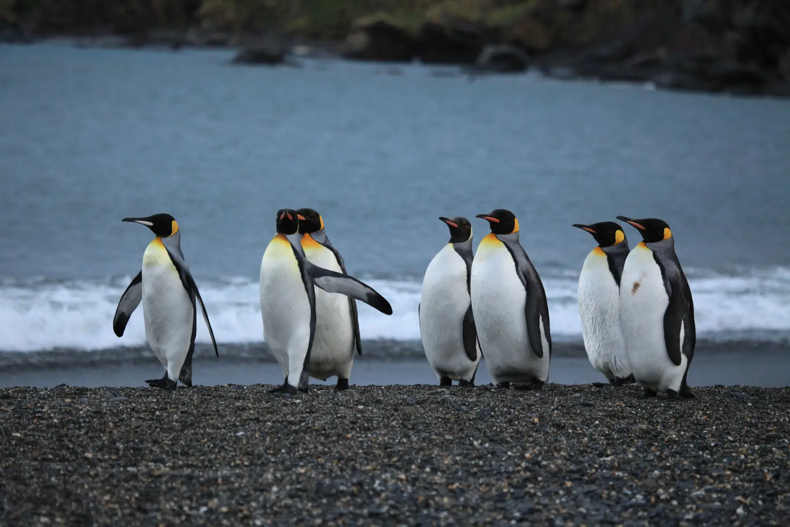 Parque Pinguino Rey Punta Arenas
