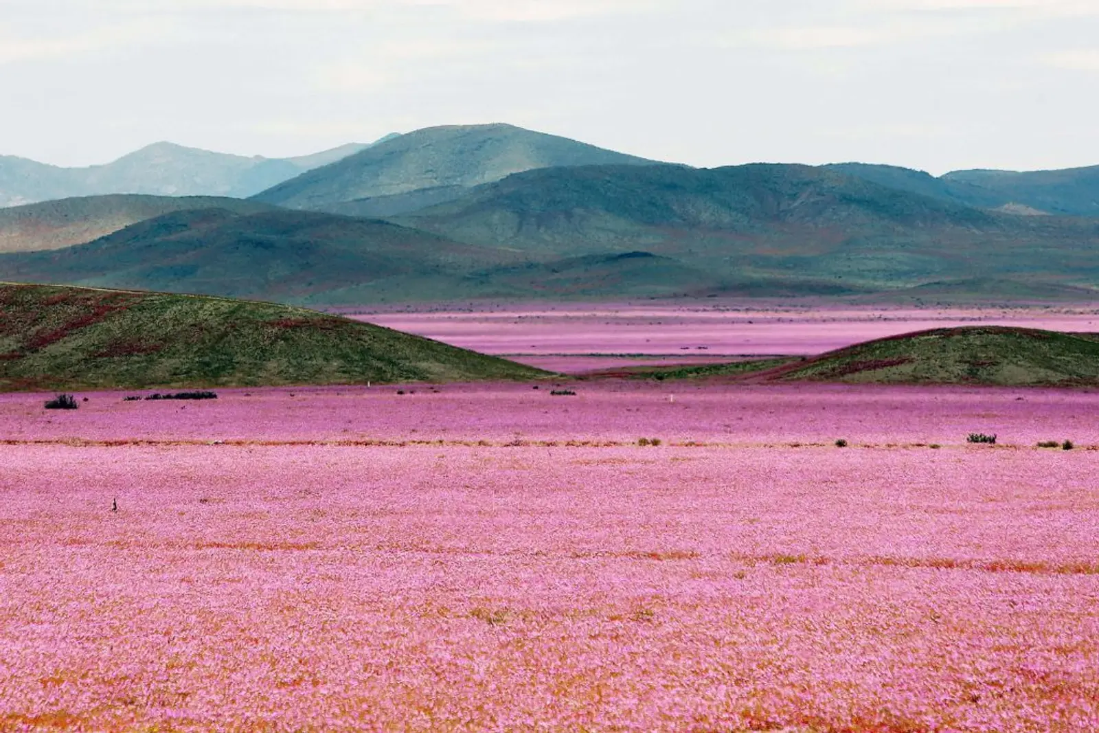 paisaje-desierto-florido