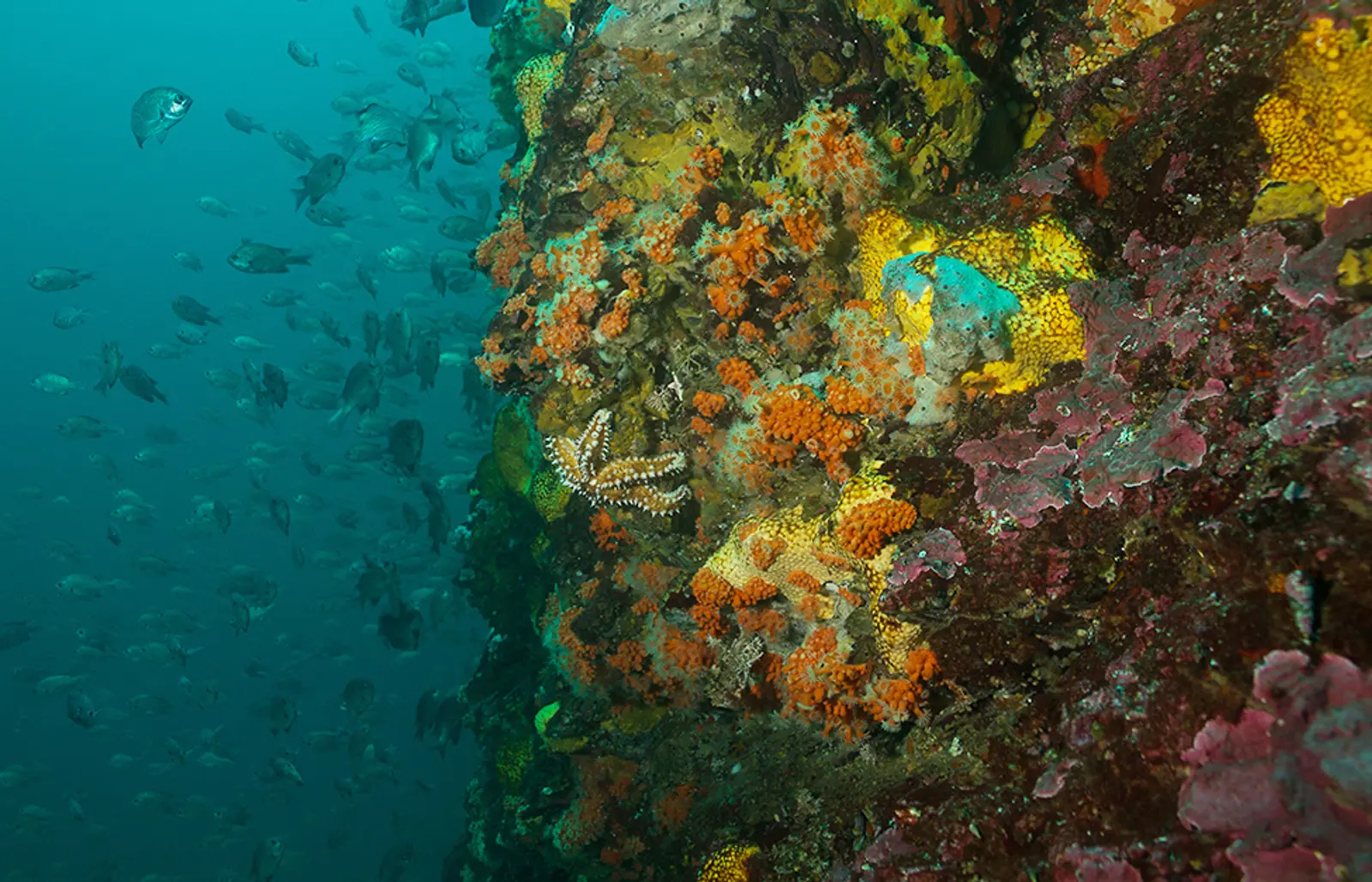 chañaral-buceo