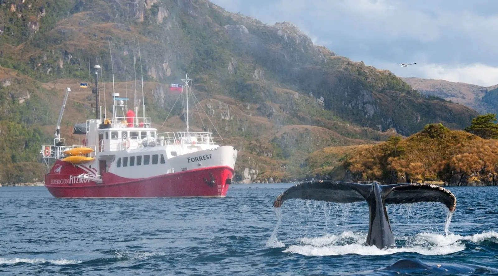 ballenas-frente-a-embarcacion