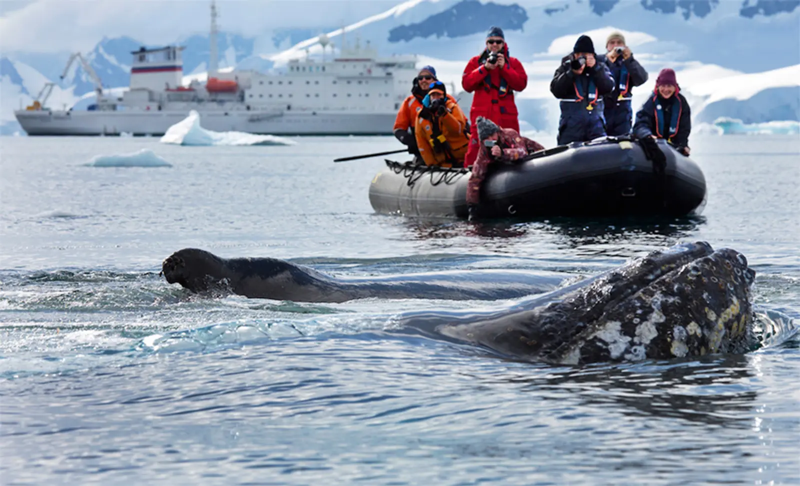 ballenas-frente-a-zodiac