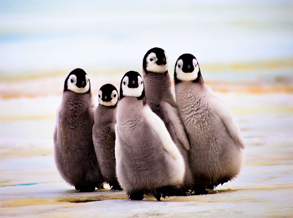 Pinguinos bebes