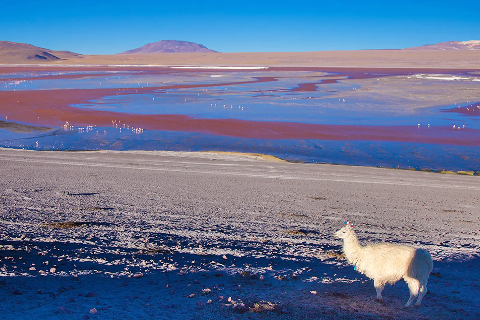 Llama y laguna colorada en el paisaje altiplánico