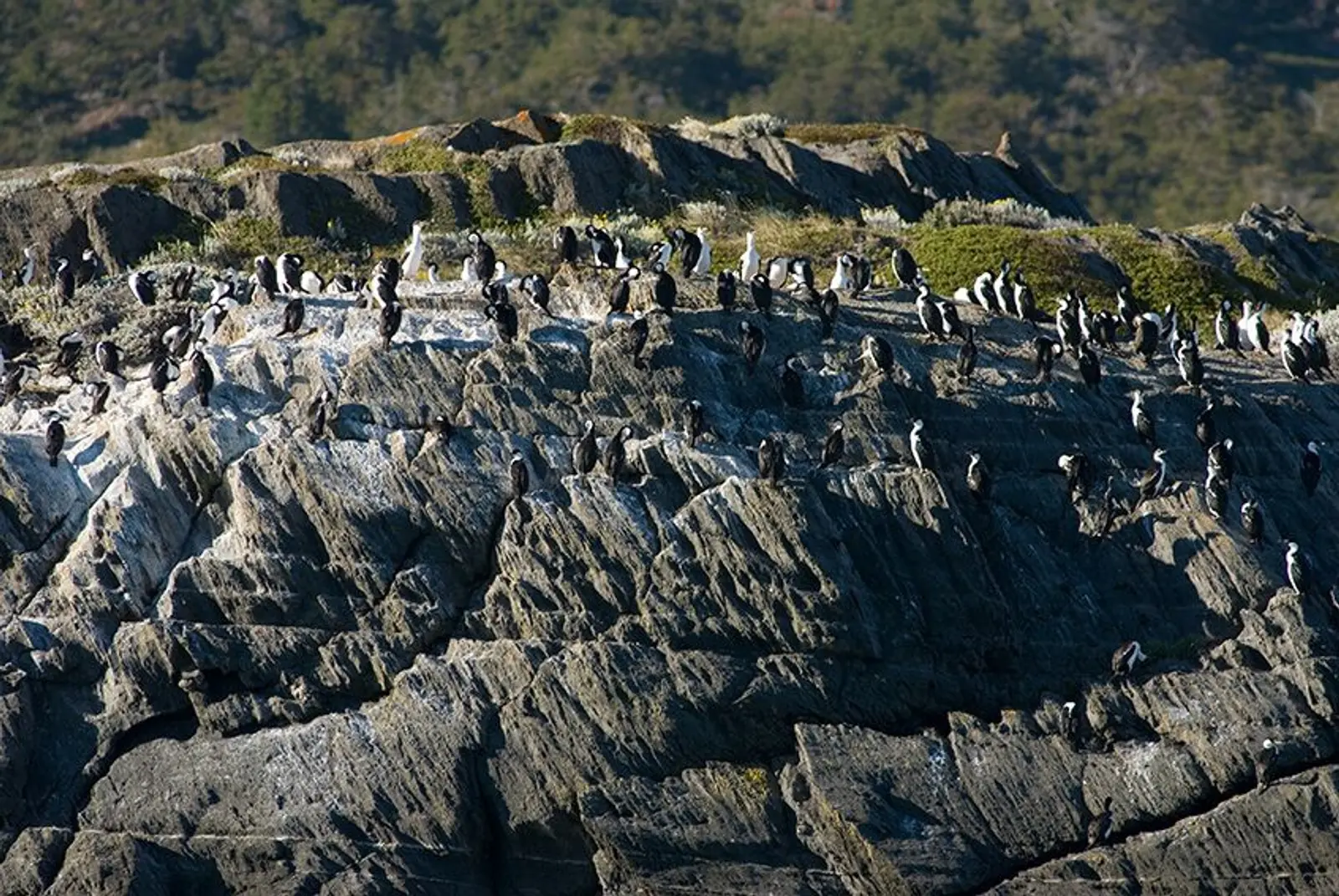 Parede de cormoranes no sul do chile