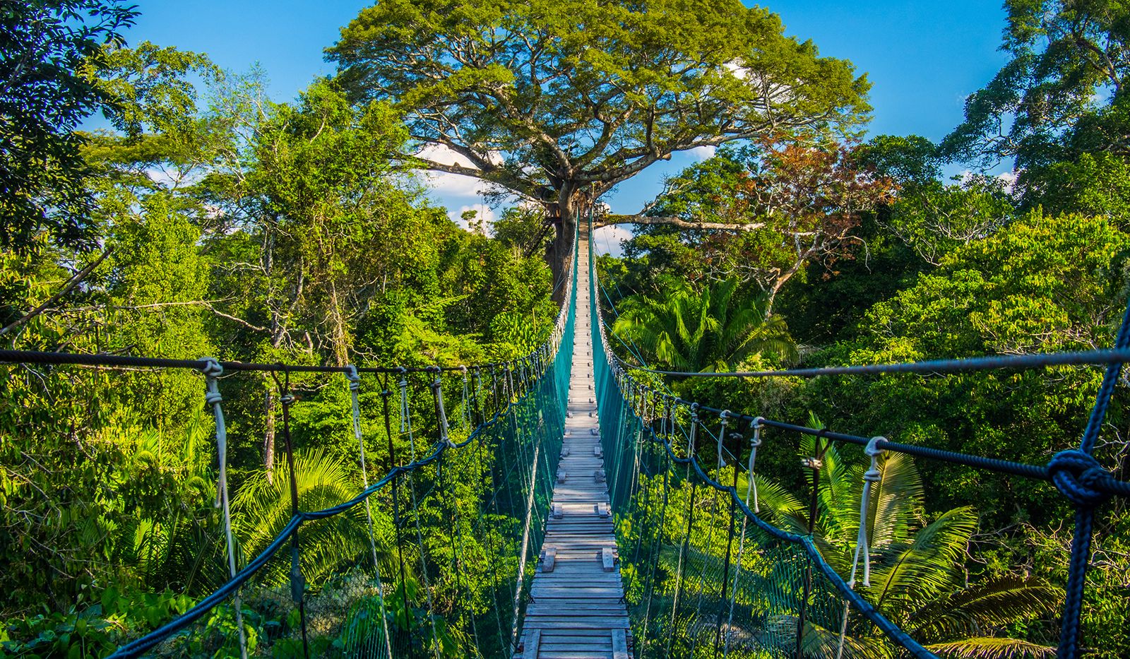 Puente colgante en medio de la selva en puerto maldonado