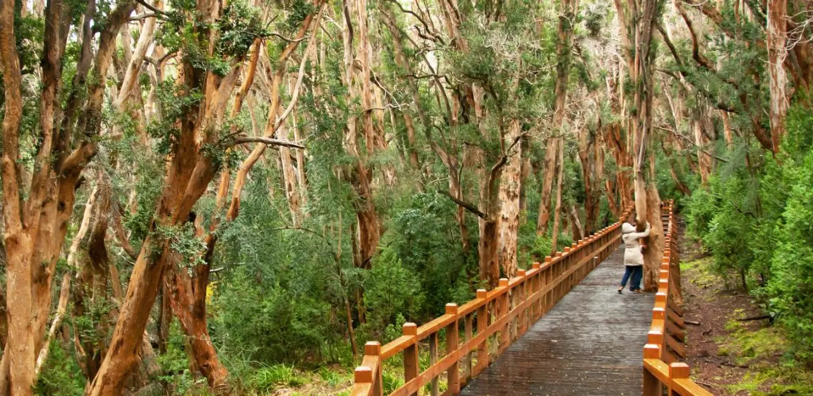 Árboles anaranjados llamados Arrayanes en Bariloche