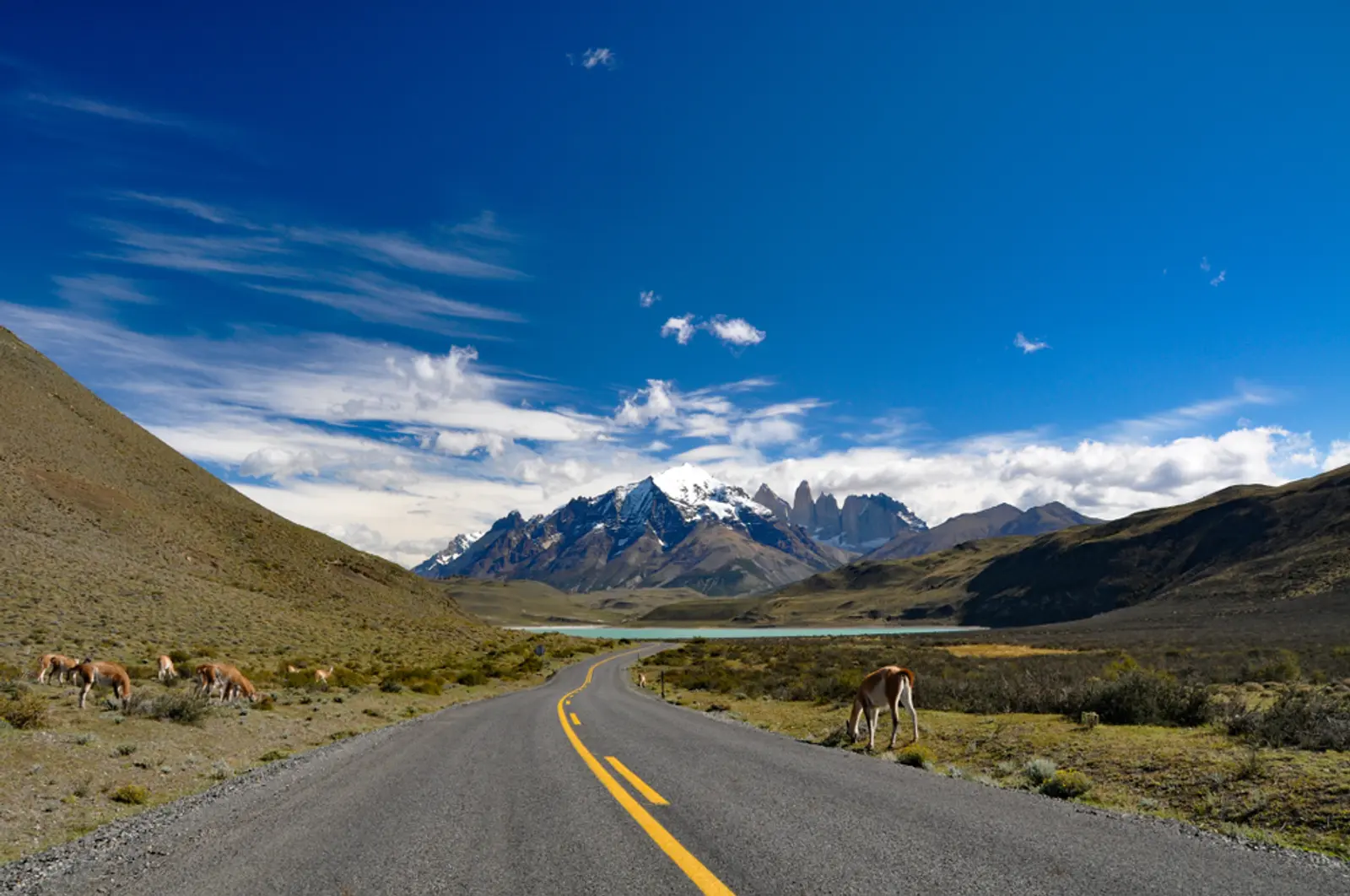 guanaco en el camino a cordón montañoso en torres del paine