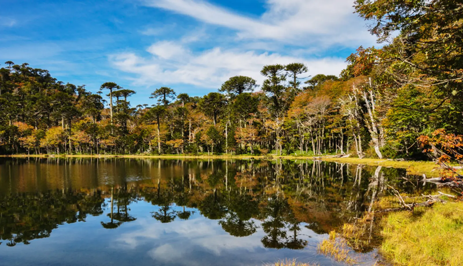 Arboles reflejados en laguna en pucón