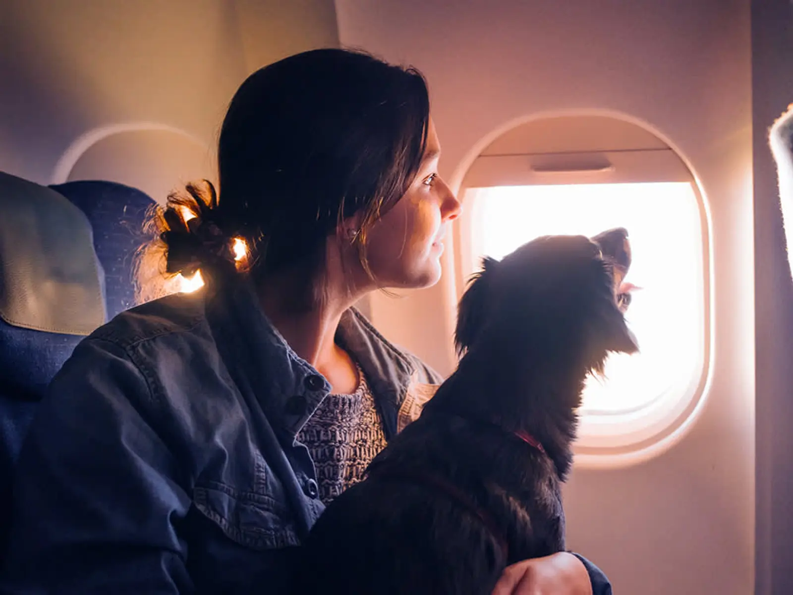 Persona viajando con perro arriba de un avion